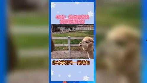 吃瓜娱乐频道官网下载,下载官网，畅享海量娱乐资讯
